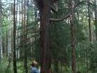 Сказочное дерево!