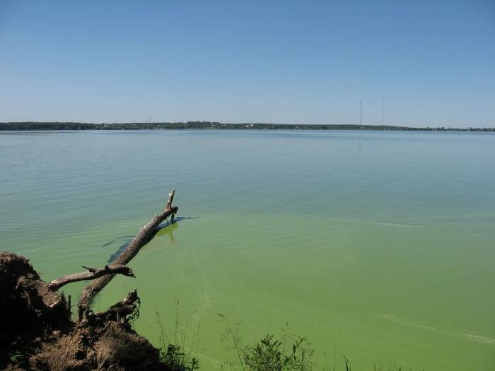 Когда вода цветет