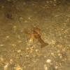 В Аракуле водятся раки
